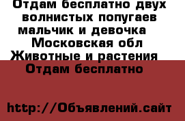 Отдам бесплатно двух волнистых попугаев мальчик и девочка  - Московская обл. Животные и растения » Отдам бесплатно   